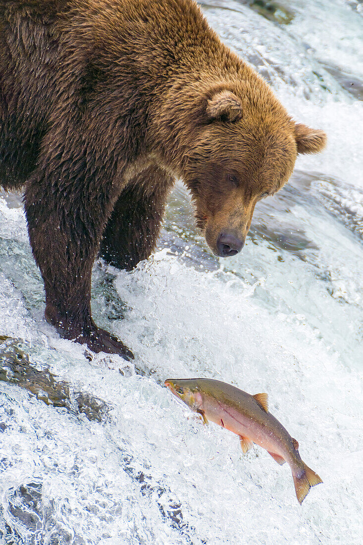 Alaska, Brooks Falls. Grizzly bear at the top of the falls watching a fish jump.