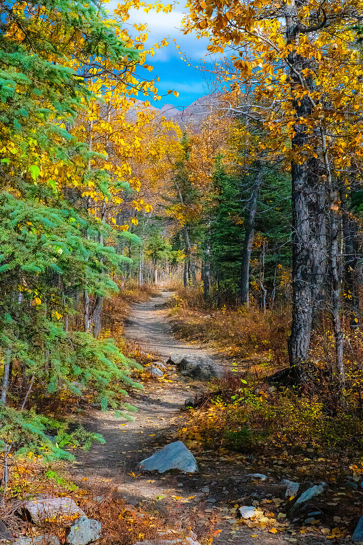 Alaska, Denali National Park. A hiking trail through fall foliage.