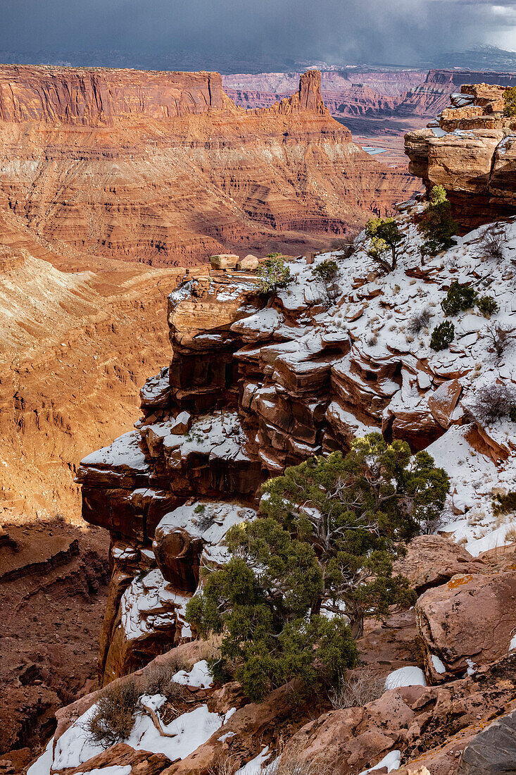 USA, Utah. Verdrehter Wacholder im Schnee an einem Aussichtspunkt, Dead Horse Point State Park.