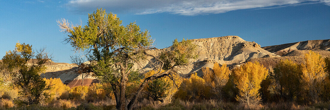 USA, Utah. Bentonit-Hügel und herbstliche Pappeln in der Nähe des Capitol Reef National Park.