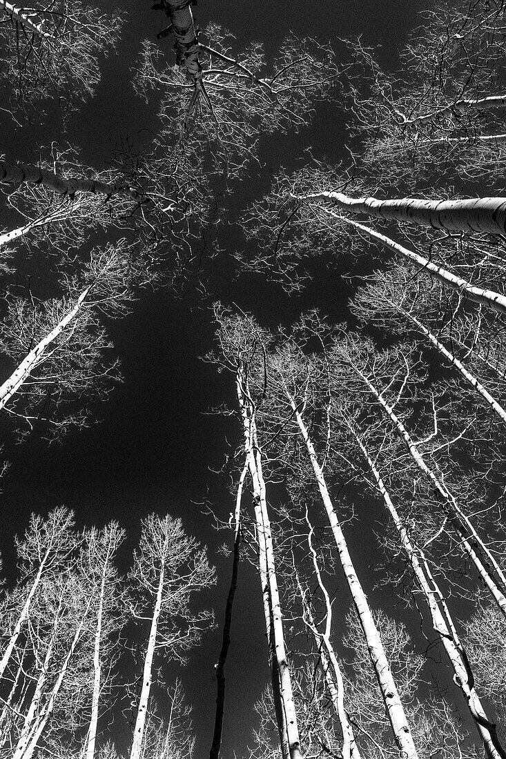 USA, Utah. Autumn aspen in the Manti-La Sal National Forest.