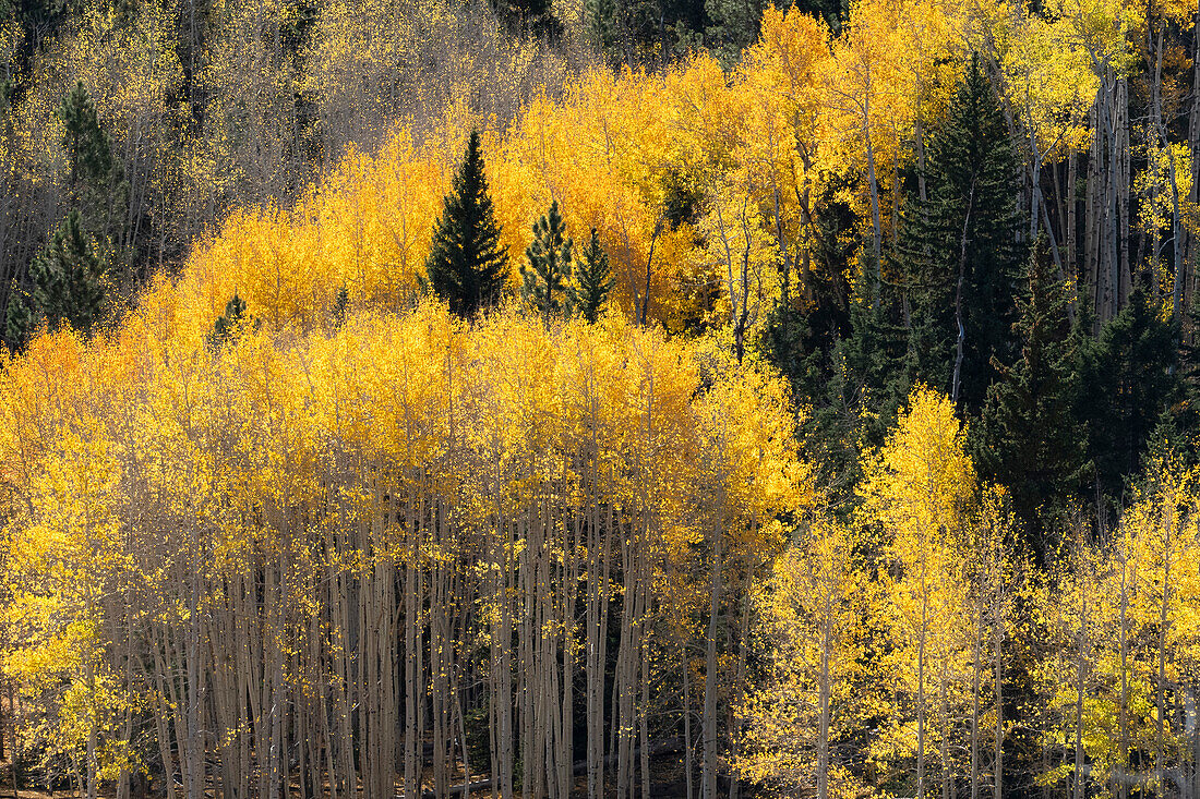 USA, Utah. Colorful autumn aspen on Boulder Mountain, Dixie National Forest.