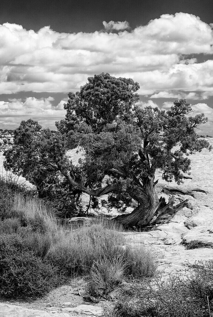 USA, Utah. Juniper with clouds, Bears Ears National Monument.