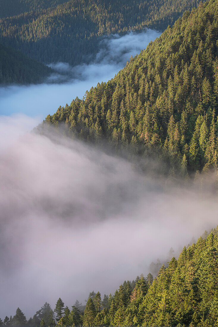 Fog in valley and slopes of Olympic Mountains. Olympic National Park, Washington State