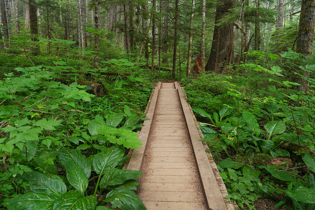 Wanderweg "Heart of the Forest Trail" im Olympic National Park.