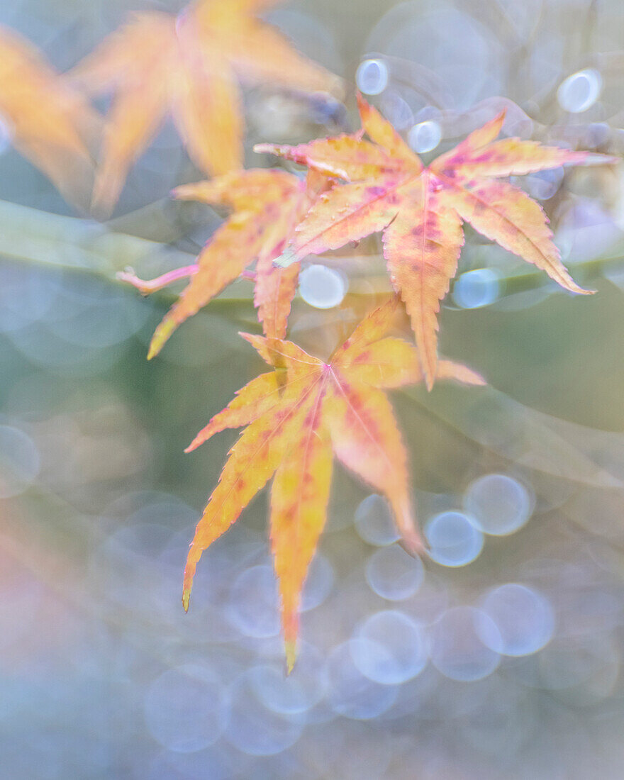 USA, Washington State, Seabeck. Japanese maple leaves after autumn rainstorm.