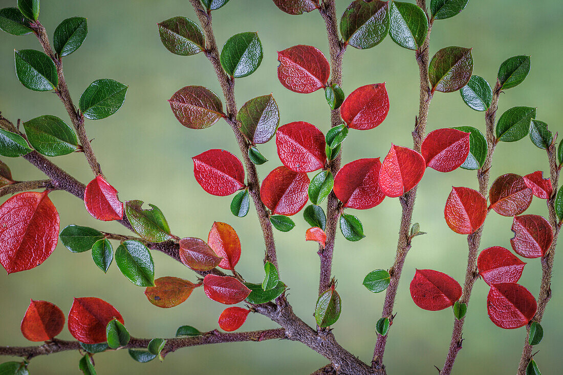 USA, Bundesstaat Washington, Seabeck. Felsen-Cotoneaster-Pflanze, Nahaufnahme.