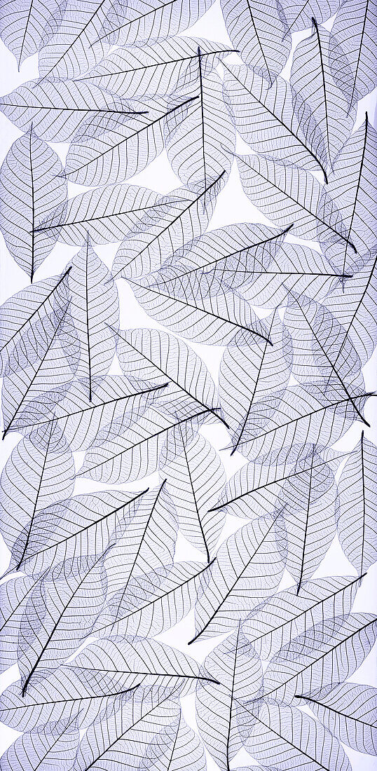 USA, Washington State, Seabeck. Black and white pattern of skeletonized leaves.