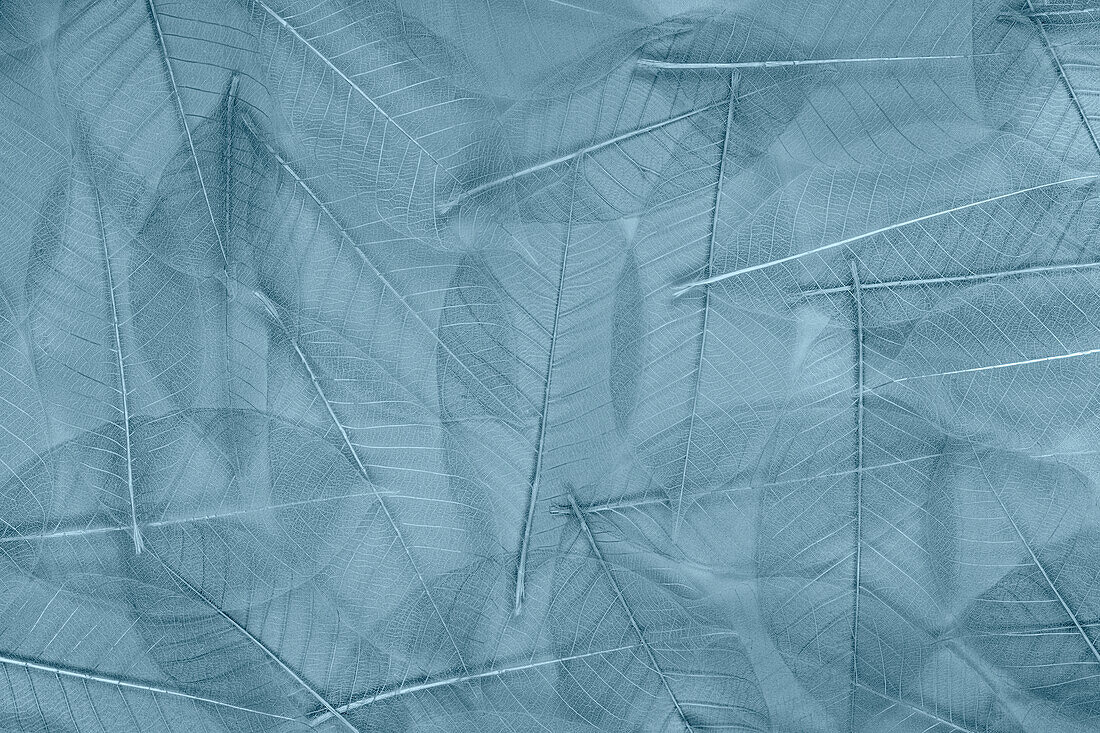 USA, Bundesstaat Washington, Seabeck. Muster aus skelettierten Blättern.