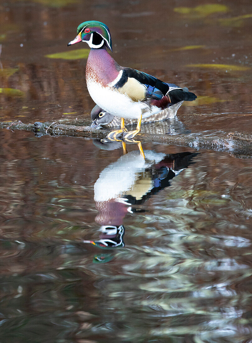 USA, Washington State, Sammamish. Yellow Lake with male drake wood duck