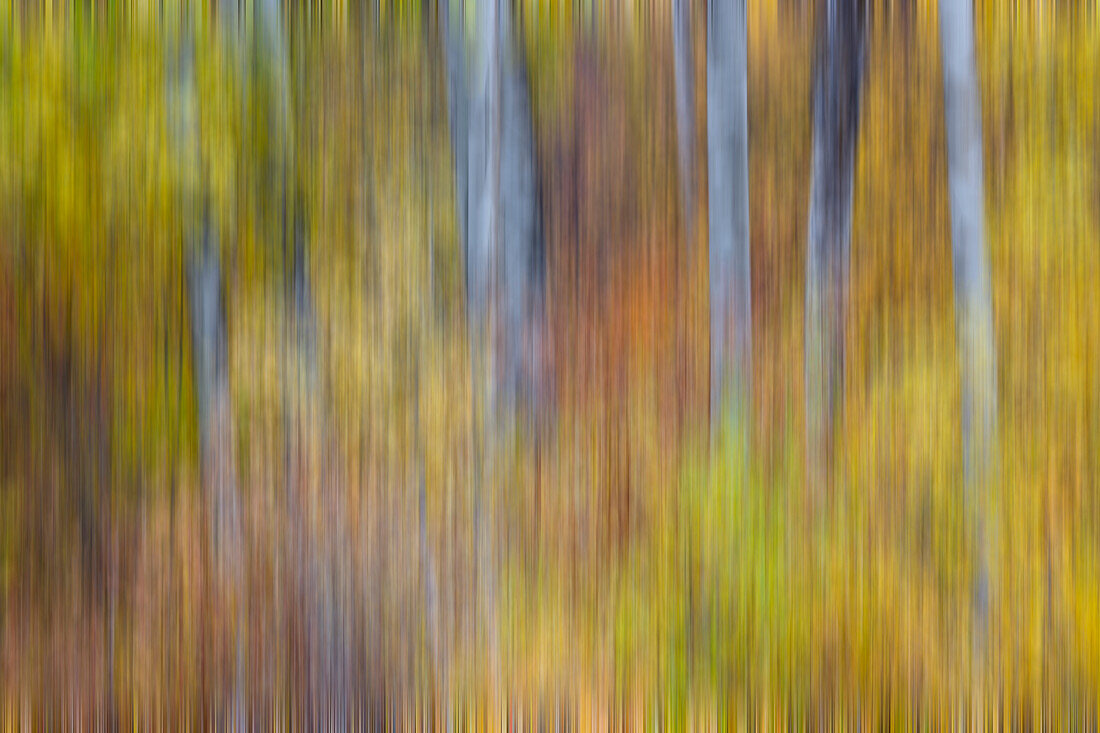 USA, Washington State. Cottonwoods in fall color near Winthrop