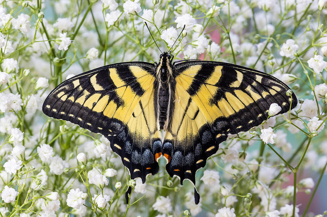 USA, Bundesstaat Washington, Sammamish. Östlicher Tigerschwalbenschwanz Schmetterling