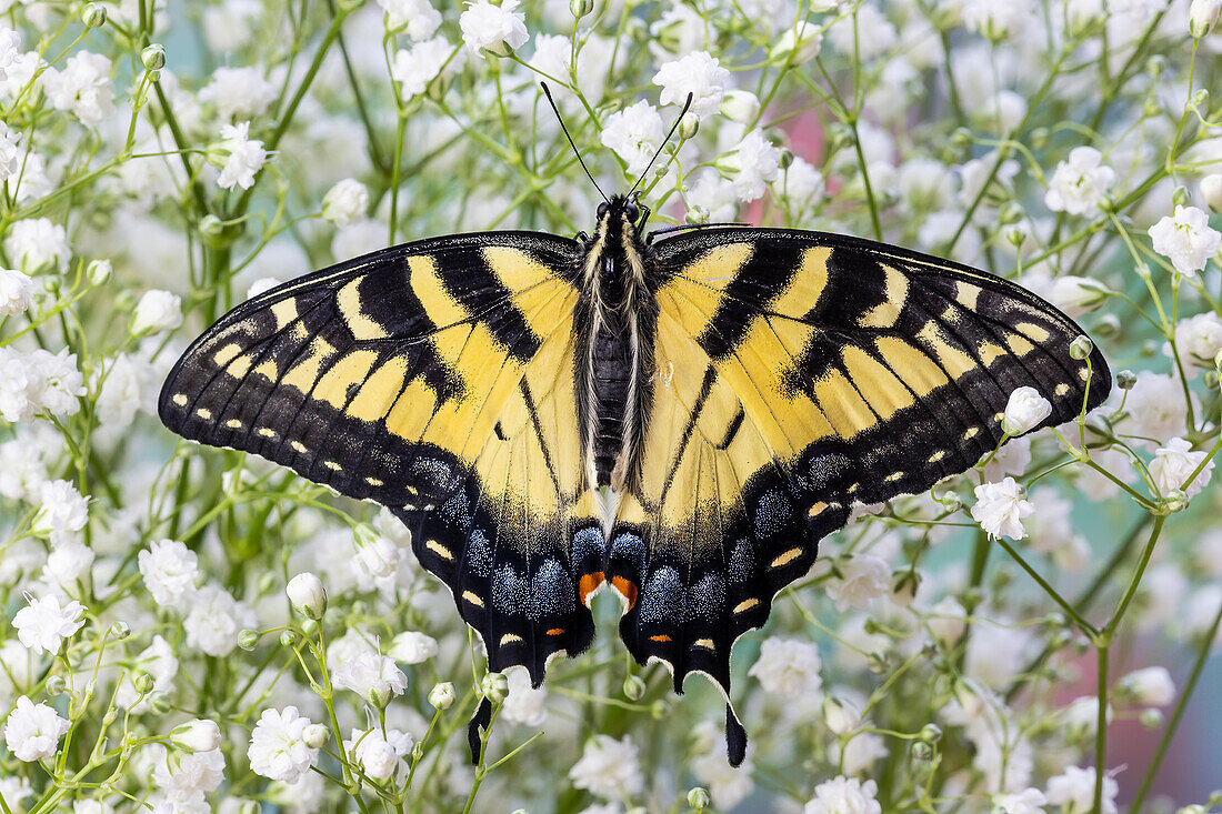 USA, Washington State, Sammamish. Eastern tiger swallowtail butterfly