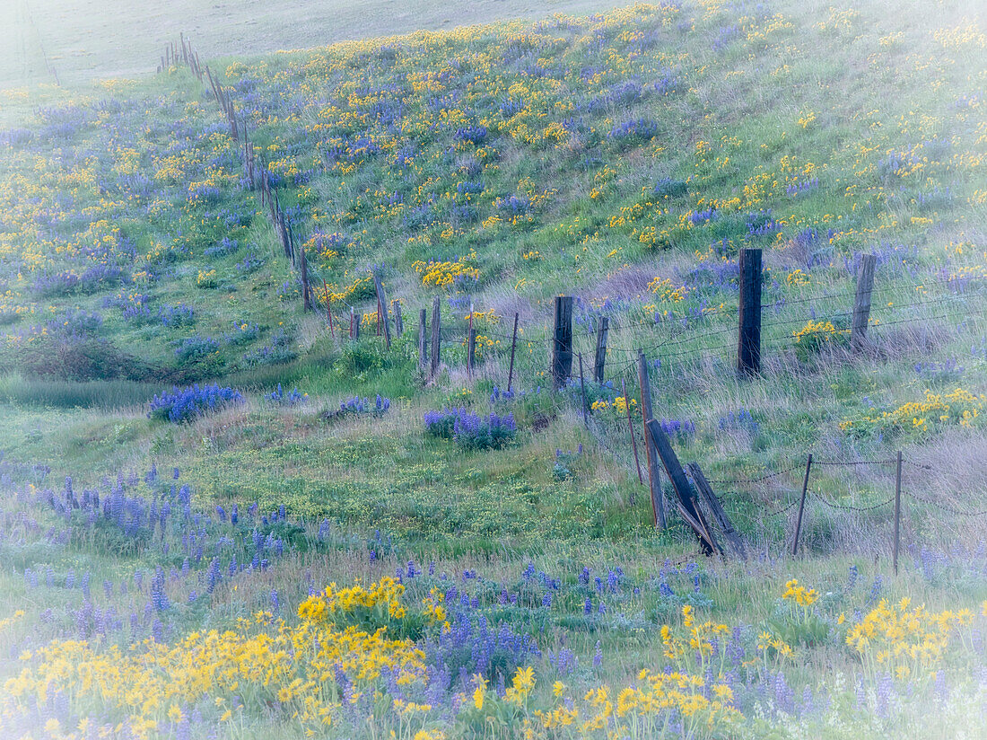 USA, Washington State, Klickitat County. Fence line in a field of lupine and Arrowleaf Balsamroot.