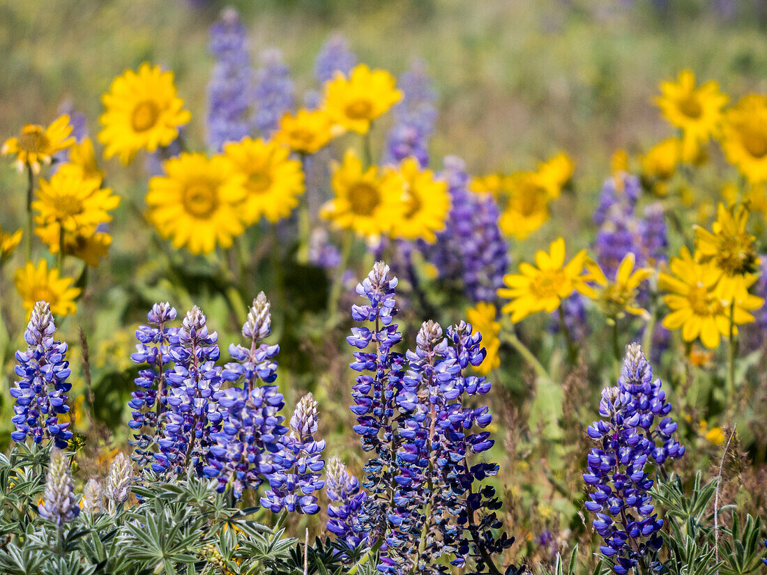 USA, Bundesstaat Washington, Klickitat County. Frühjahrsblüte mit Massenfeldern von Lupinen und Pfeilwurz in der Nähe des Dalles Mountain Ranch State Park.