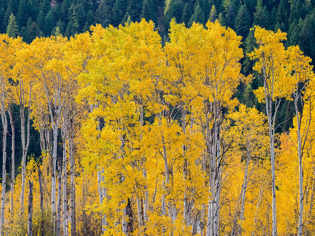 USA, Washington State, Okanogan County. Aspen trees in the fall.