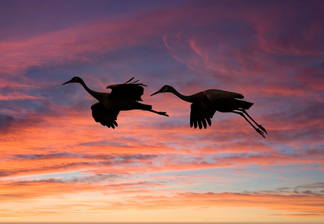 USA, New Mexico. Bosque Del Apache National Wildlife Refuge with sandhill cranes in flight silhouetted at sunset.