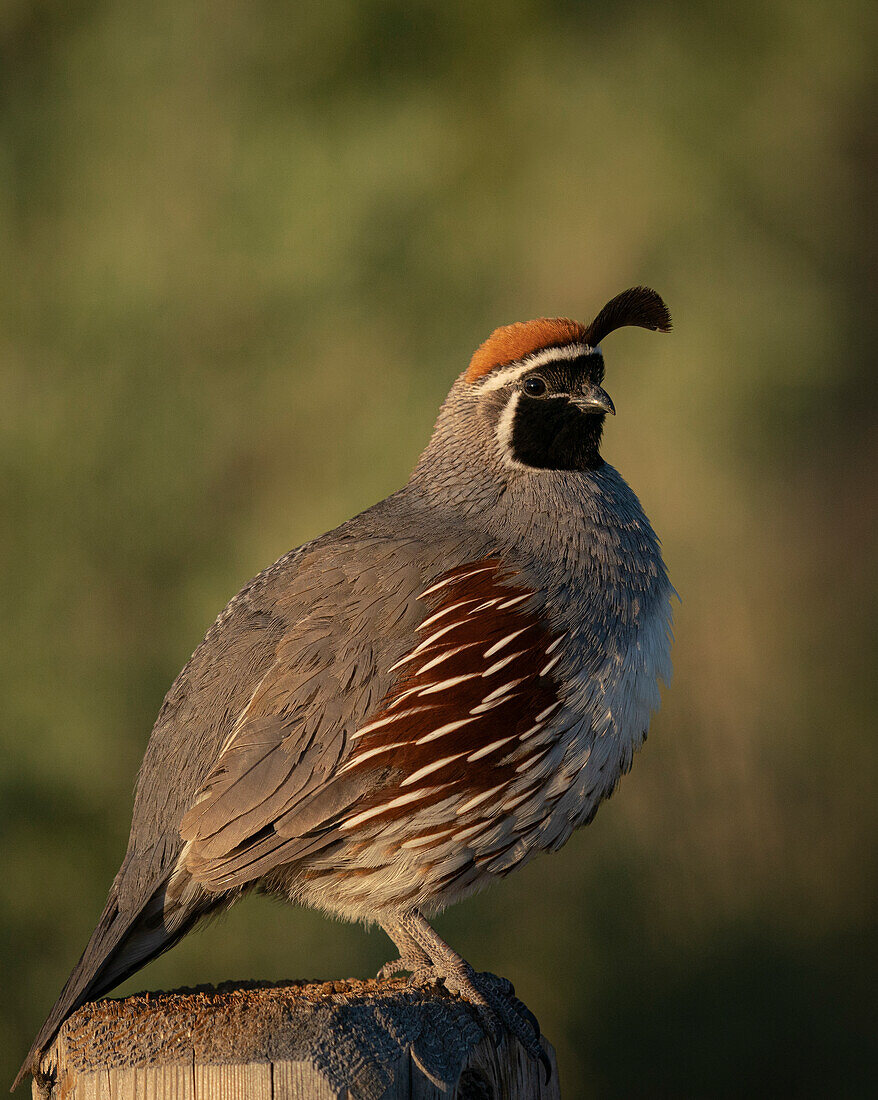 Gambel's quail, Bosque del Apache National Wildlife Refuge, New Mexico