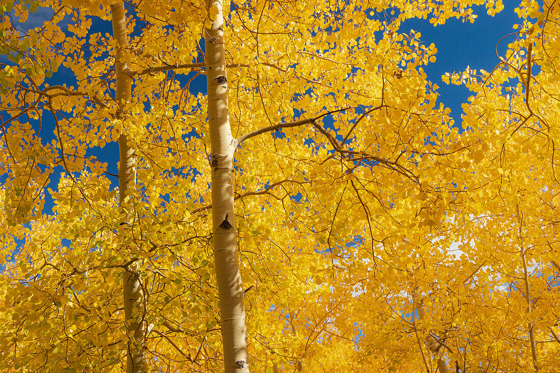 Herbstlaub auf dem 10K Trail, Sandia Berge, New Mexico