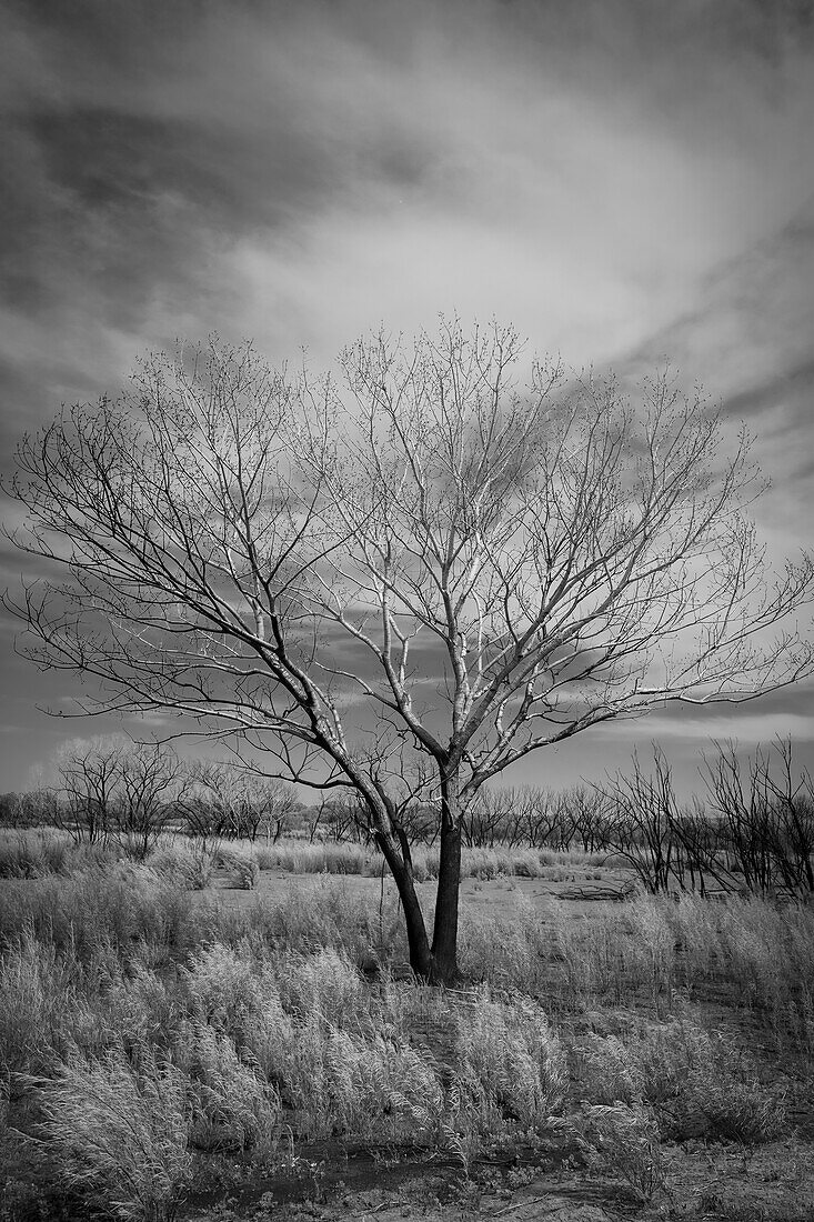 Trees after a control burn for eastern red cedar, Bosque del Apache, New Mexico