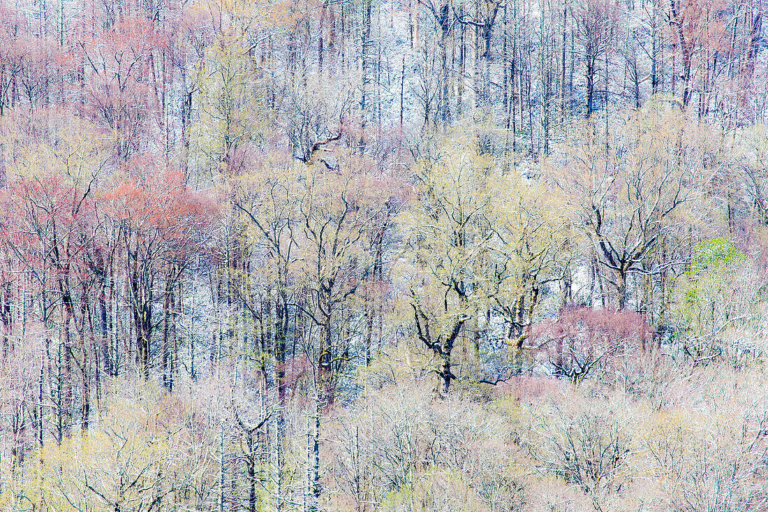 USA, Tennessee. Great Smoky Mountains National Park mit Schnee im Spätfrühling