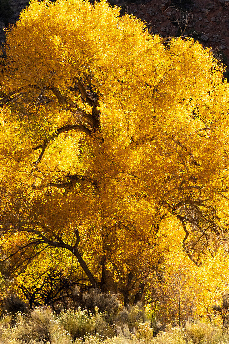 USA, Utah. Prächtig beleuchteter herbstlicher Cottonwood-Baum, Needles District, Canyonlands National Park.
