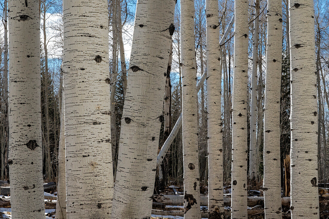 USA, Utah. Detail of aspen trunks in Manti-La Sal National Forest.