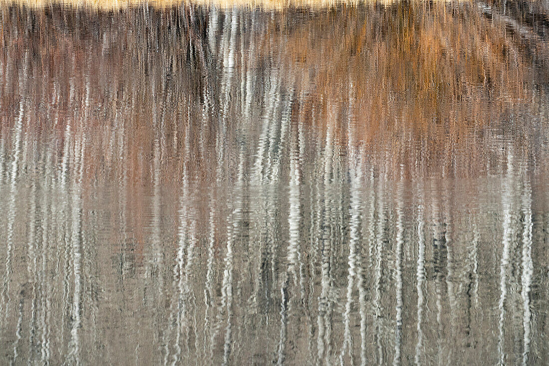 USA, Utah. Aspen and willow reflections on Warner Lake, Manti-La Sal National Forest.