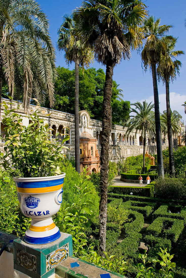 Palm Trees In Gardens Of Alcazar