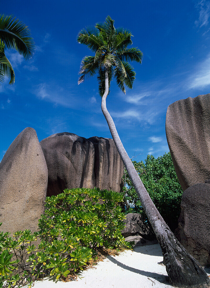 Palm Tree And Rock Formations