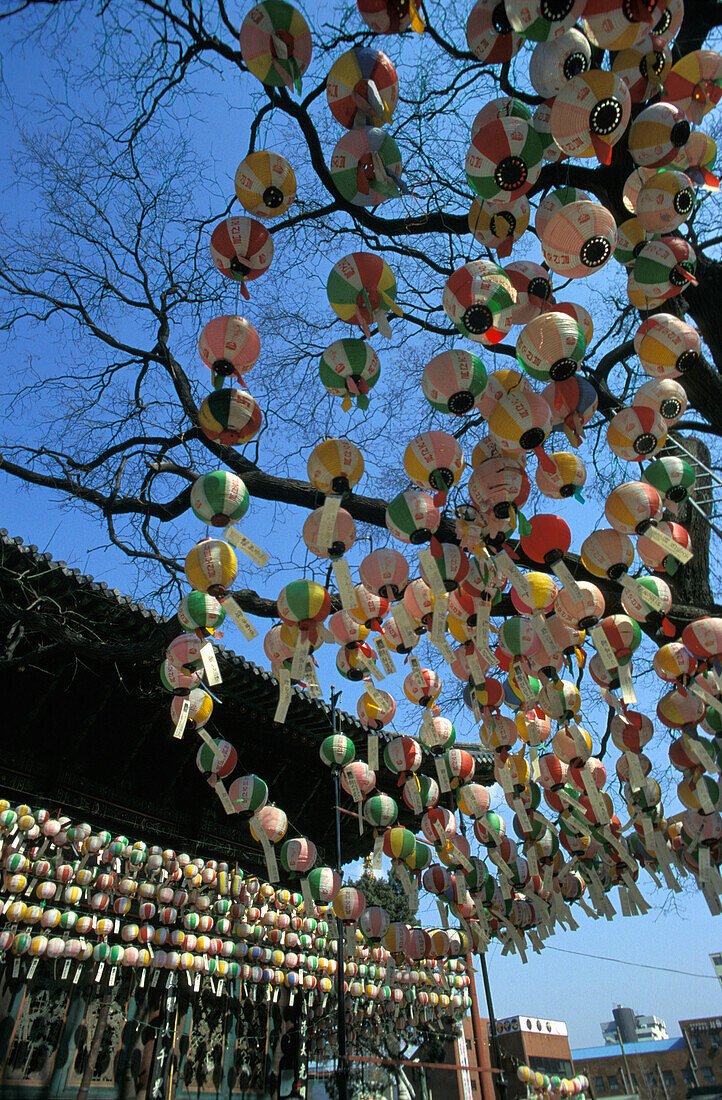 Lanterns Hanging From Tree