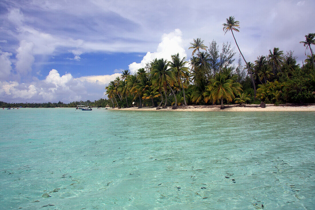 Palmen am Strand mit tropischem Meer