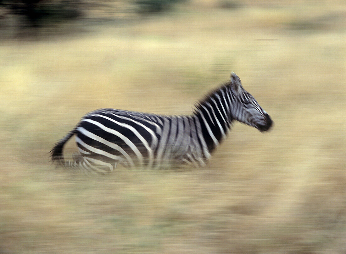 Zebra läuft in der Abenddämmerung durch Gras