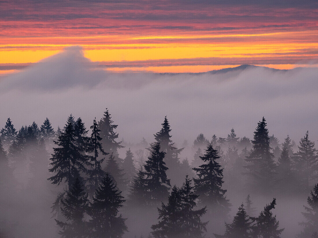 USA, Bundesstaat Washington, Bellevue. Douglasienbäume in wirbelnden Wolken bei Sonnenuntergang
