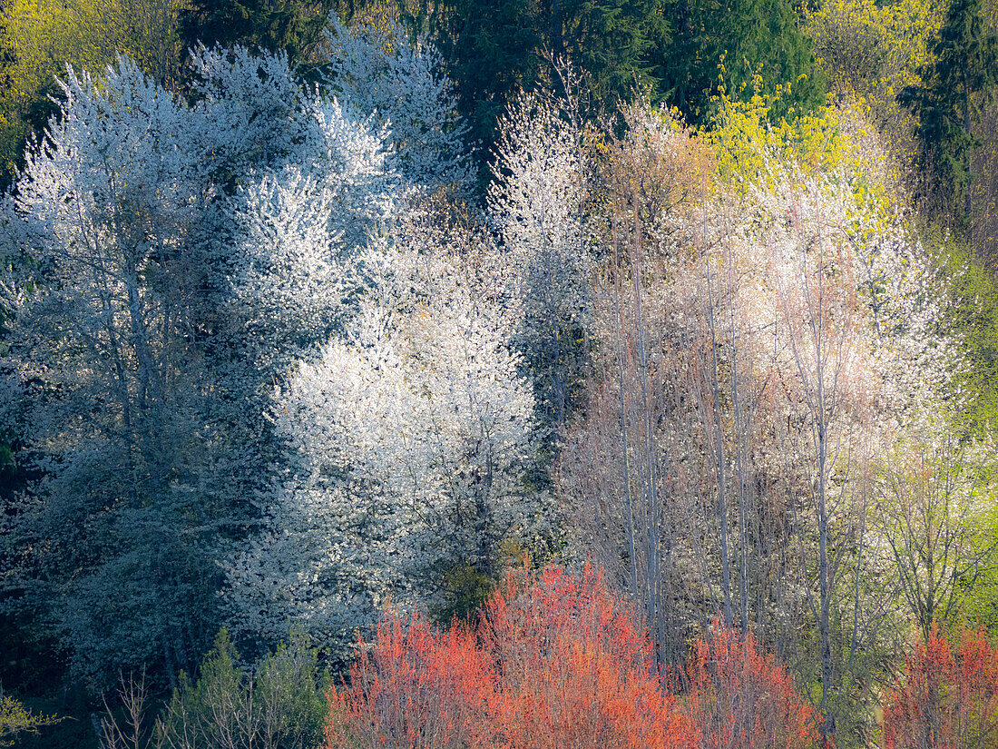 USA, Washington State, Fall City wild cherry springtime blooming