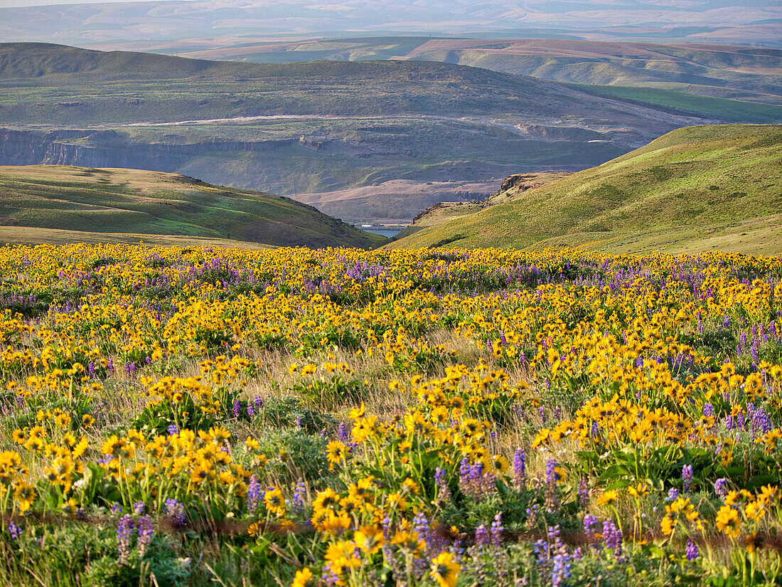 USA, Bundesstaat Washington. Pfeilblättriges Springkraut und Lupine