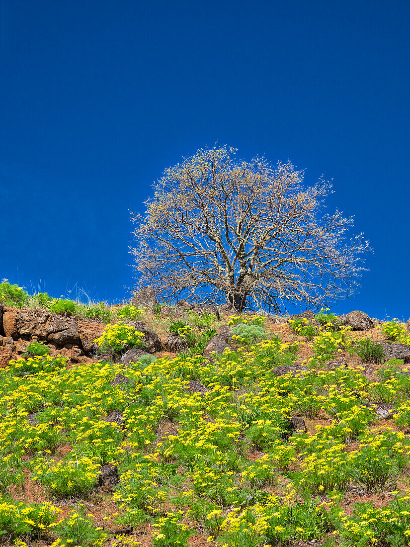 USA, Bundesstaat Washington. Einsamer Baum auf einem Hügel mit Wildblumen im Frühling