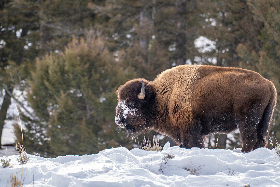 USA, Wyoming, Yellowstone National Park. Bison frisst im Schnee.