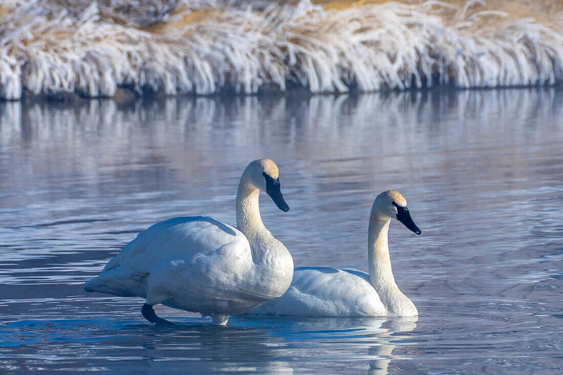 USA, Wyoming, Jackson National Fish Hatchery. Trompeterschwan-Paar auf einem Teich im Winter.