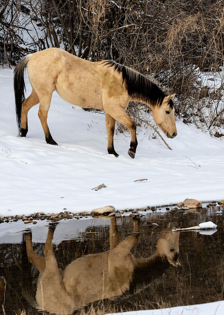USA, Shell, Wyoming. Hideout Ranch lone horse in reflection Shell creek. (PR,MR)