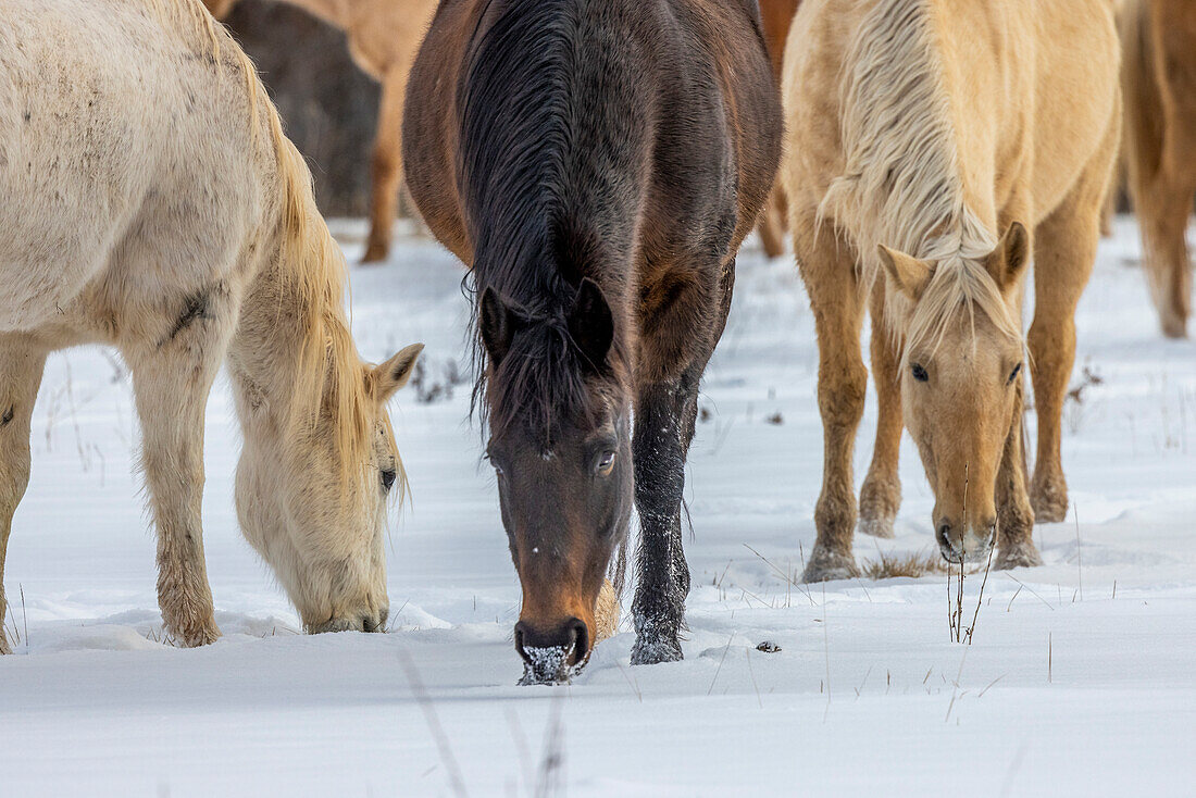 USA, Wyoming. Hideout Horse Ranch, horses grazing in the snow. (PR)