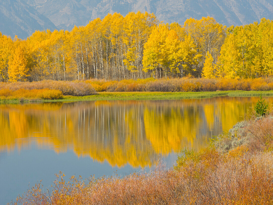 Wyoming, Grand Teton National Park. Golden Aspen trees, reflected in Snake River at Oxbow Bend