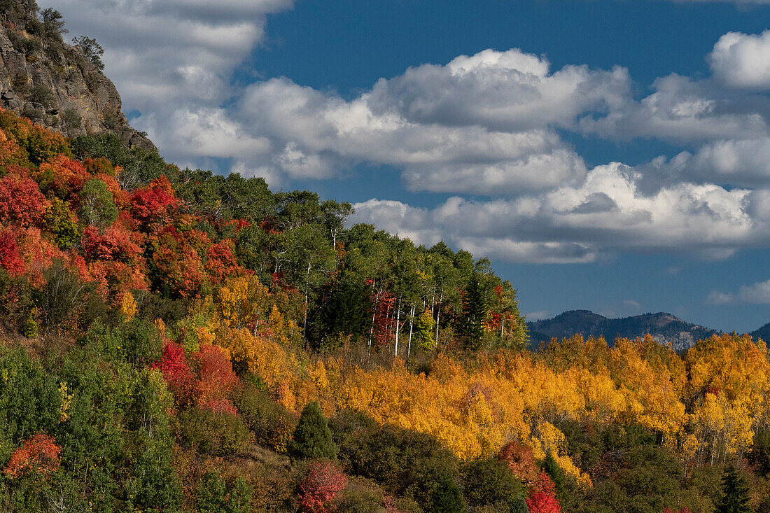Vereinigte Staaten von Amerika, Wyoming. Buntes Herbstlaub im Caribou-Targhee National Forest.
