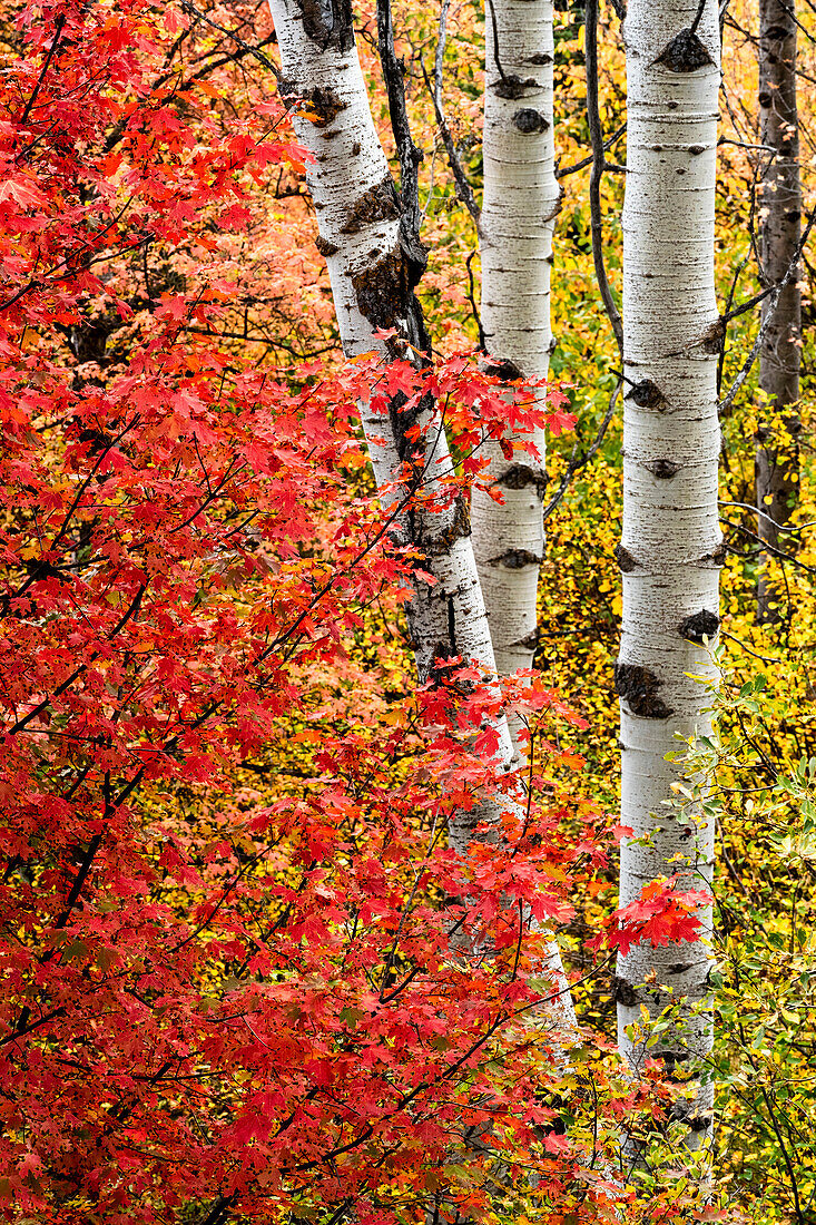 USA, Wyoming. Colorful autumn foliage of the Caribou-Targhee National Forest.
