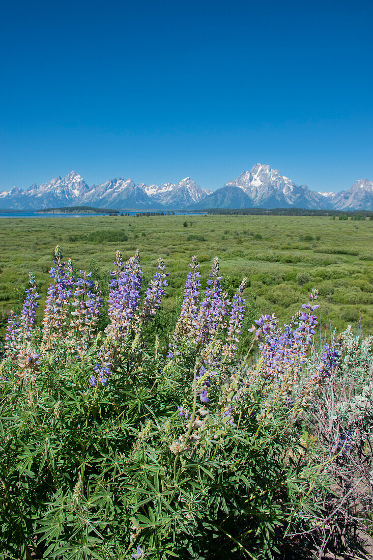 Silky lupine, Lunch Tree Hill, Grand Teton National Park, Wyoming, Usa.