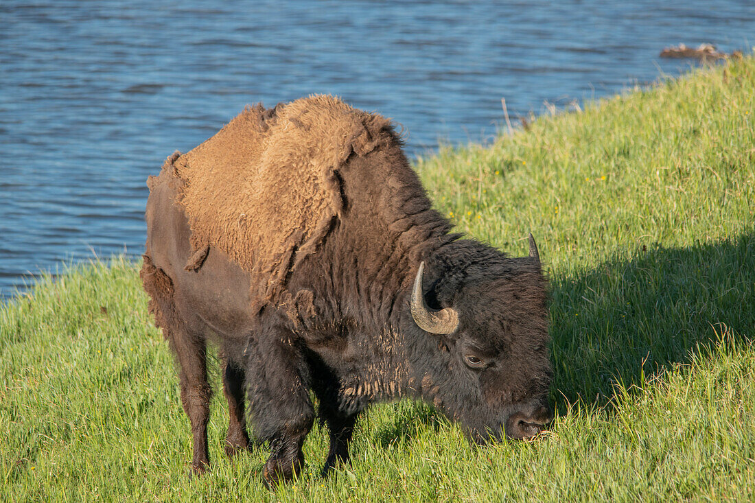 American bison, Hayden Valley, Yellowstone National Park, Wyoming, USA