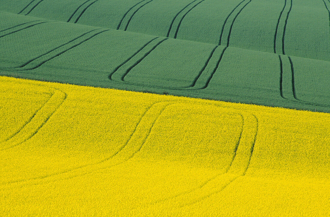 Grüne und gelbe Felder