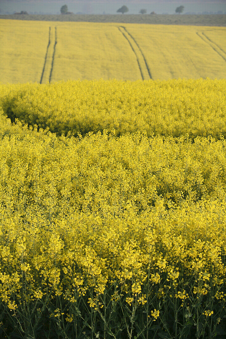 Oil Seed Rape Crops In Field