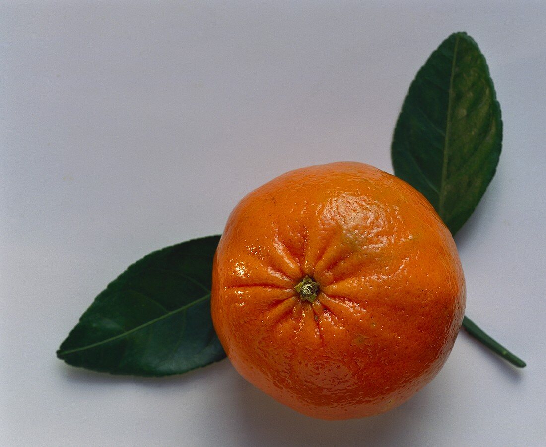 Eine Tangerine (besonders intensiv gefärbte Mandarinensorte)