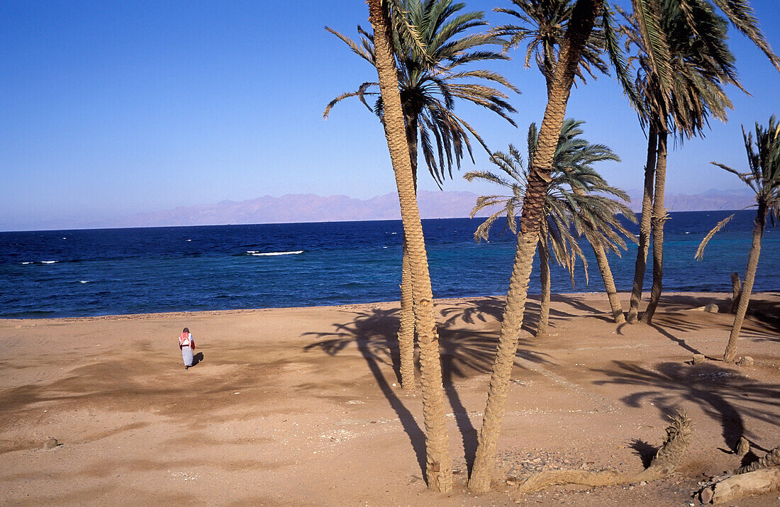 Egypt, Sinai, Lone Bedouin Walking near Tall Palms on beach; Dahab